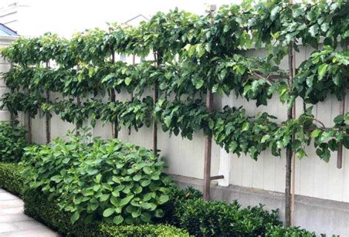 What is a pleached tree?