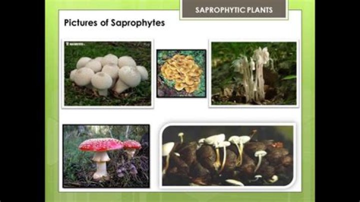 What is a saprobic phase?