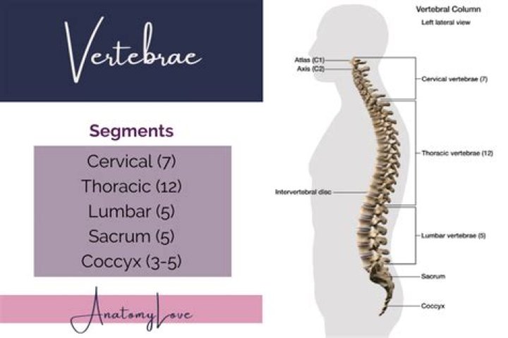What is a vertebral?