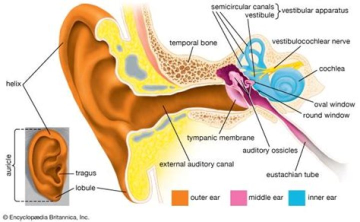 What is antitragus anatomy?