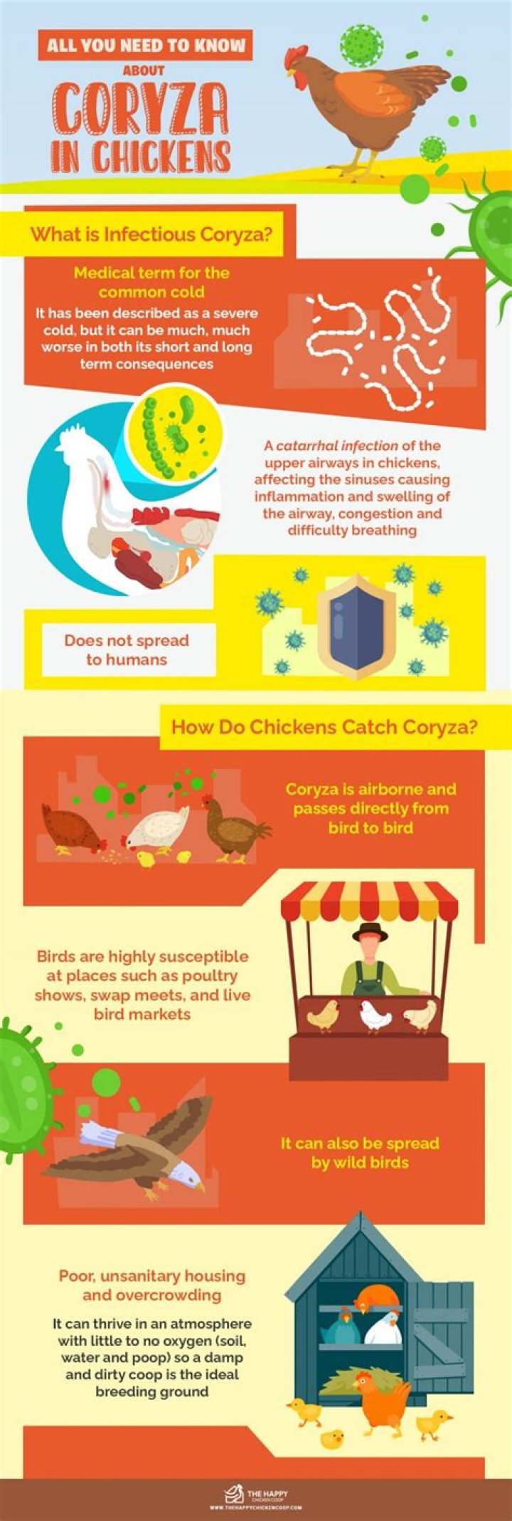 What is coryza in poultry?