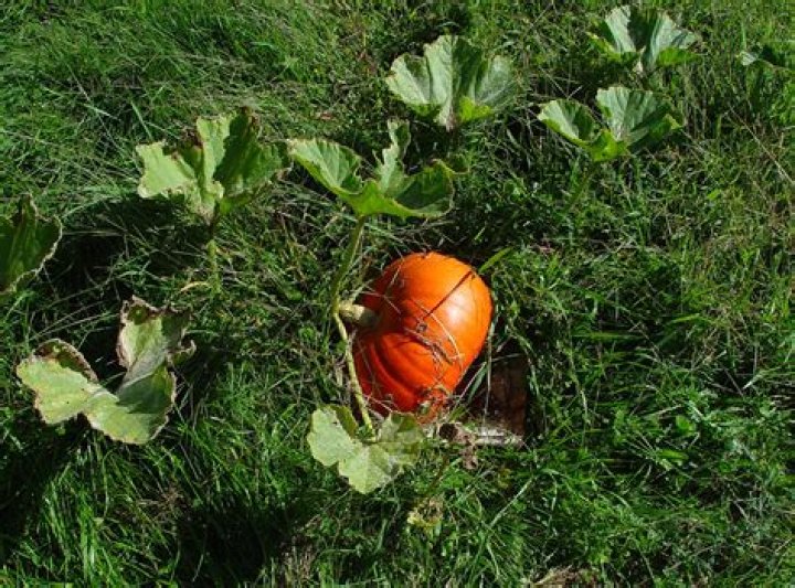 What is cucurbita pepo?