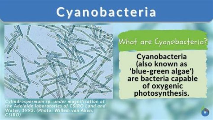 What is cyanophyceae meaning?