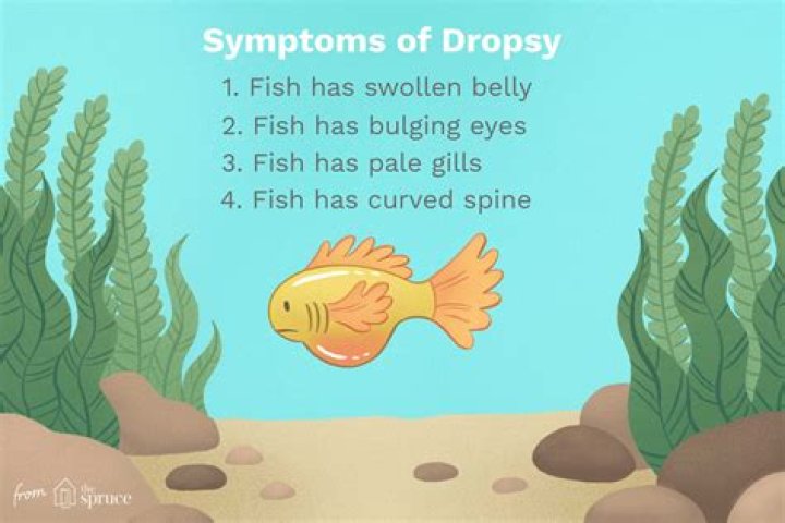 What is dropsy sickness?