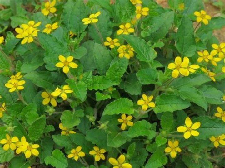 What is green gold plant?