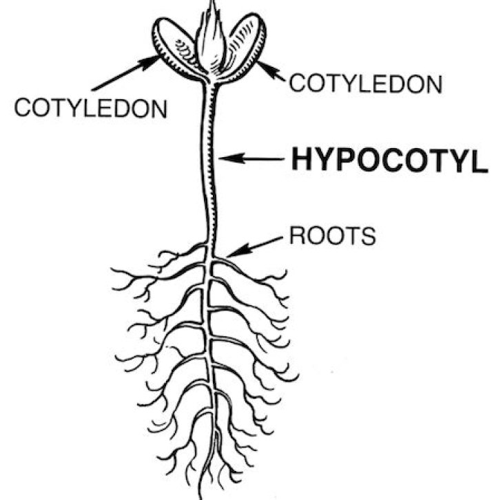 What is hypocotyl elongation?