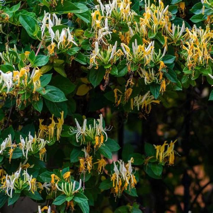 What is lonicera japonica used for?