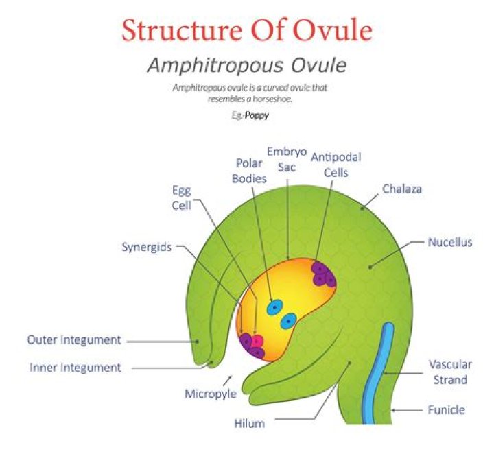 What is meant by amphitropous ovule?