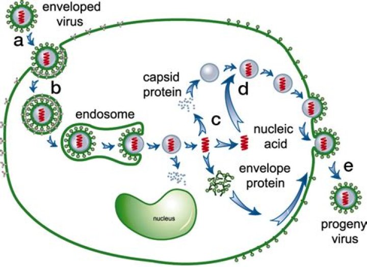 What is meant by parasitizing?