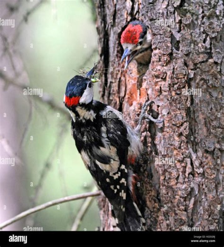 What is nidicolous birds?