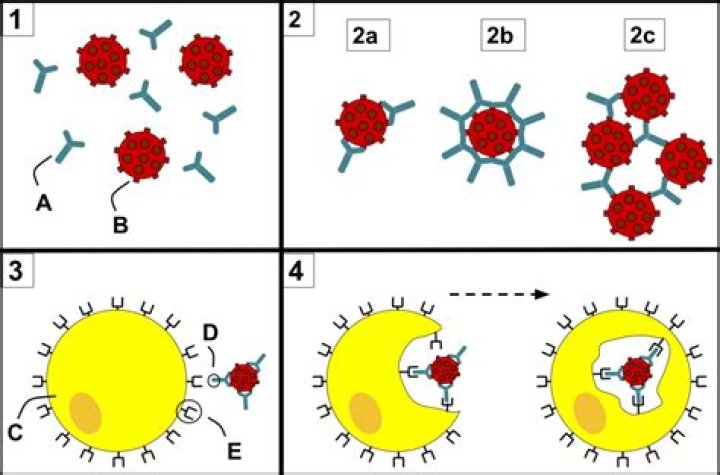 What is opsonin in immunology?