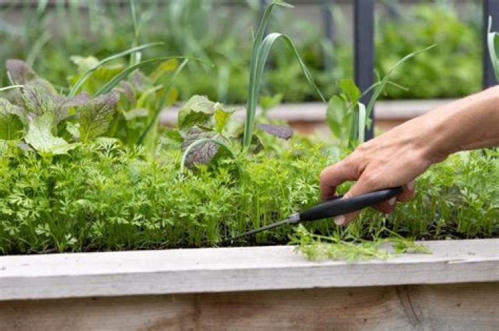 What is self thinning in plants?