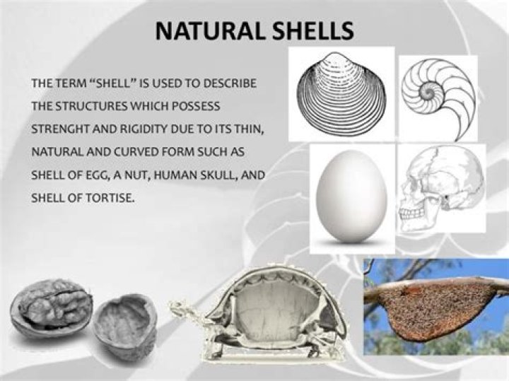 What is shell rudiment?