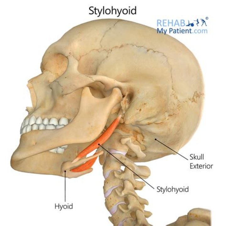 What is stylohyoid complex?