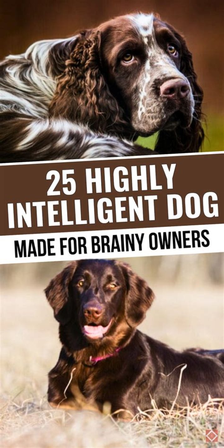 What is the brainiest dog?
