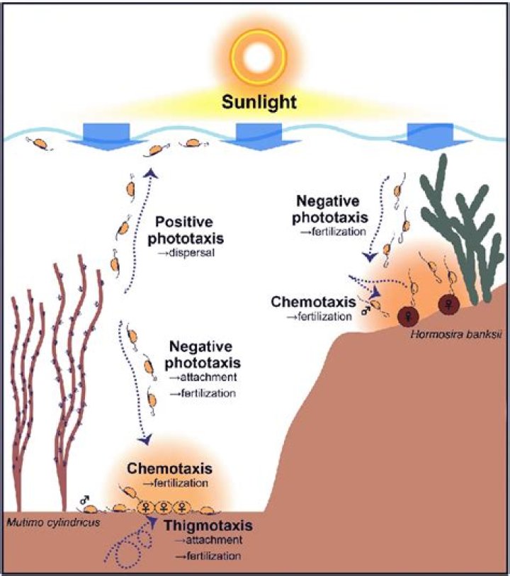 What is the definition of thigmotaxis in biology?