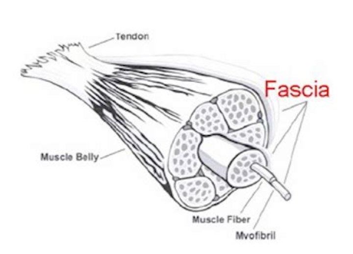 What is the fascia of a muscle?