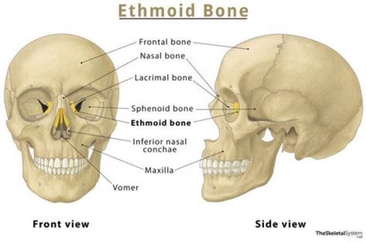 What is the function of the ethmoid bone?