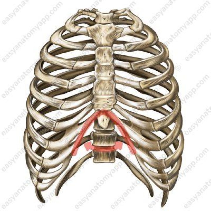 What is the infrasternal (subcostal) angle?