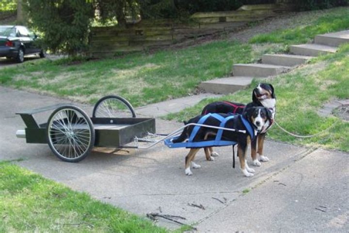 What is the meaning of dogcart?