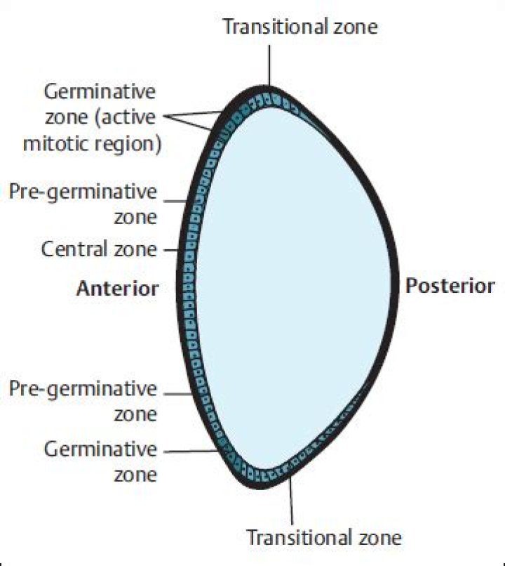What is the meaning of germinative zone?