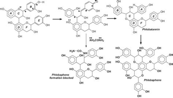 What is the meaning of phlobaphene?