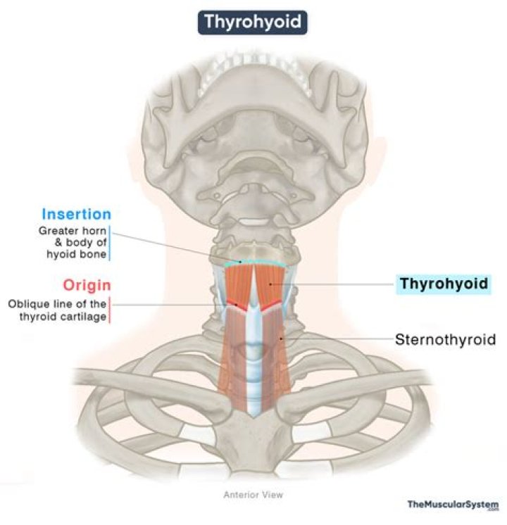 What is the origin of thyrohyoid membrane?