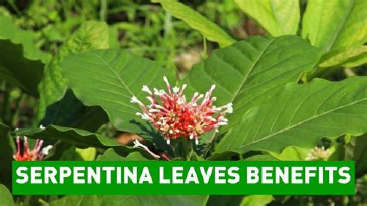 What is the side effect of serpentina?