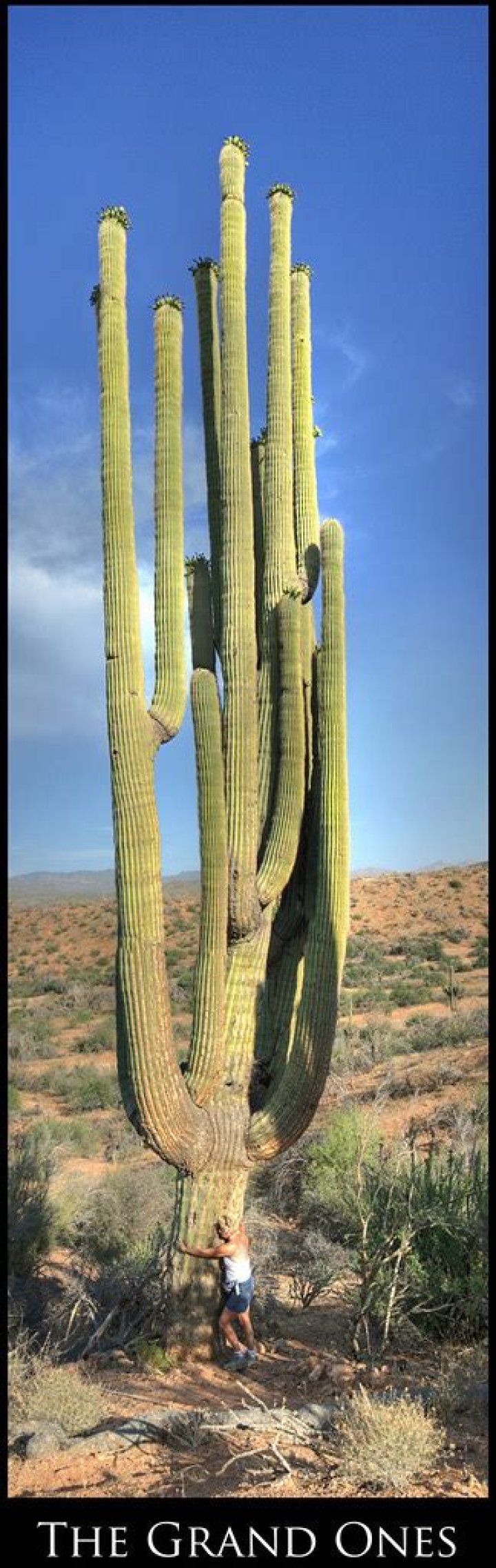 What is the tallest saguaro cactus?