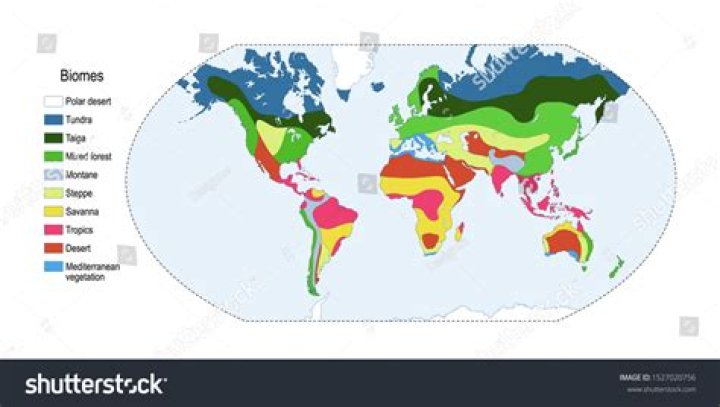 What is vegetation belt?