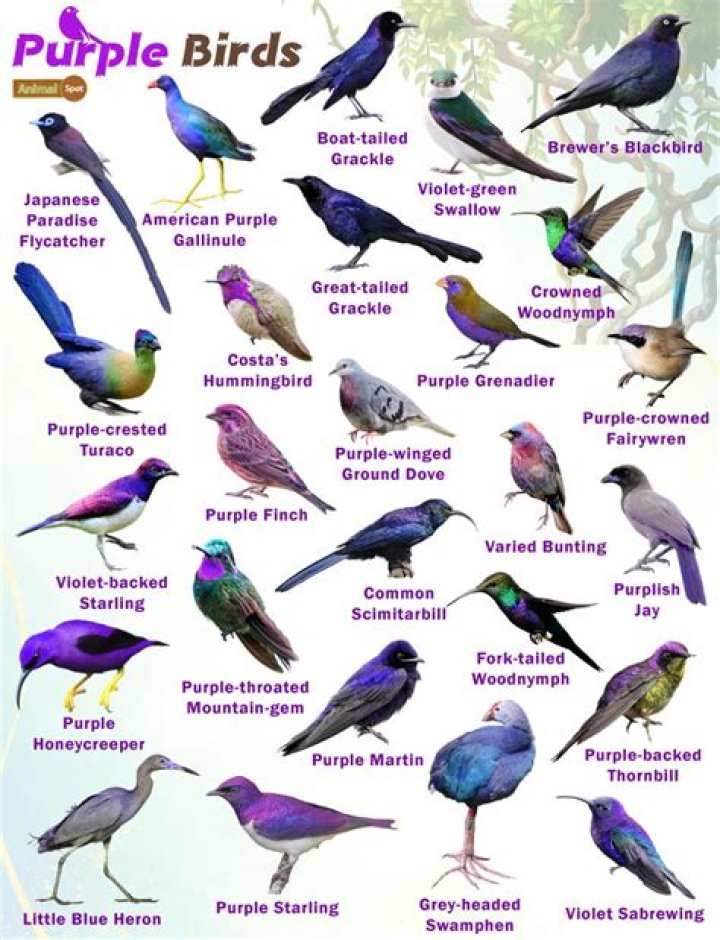 What kind of bird is swift on top wing?