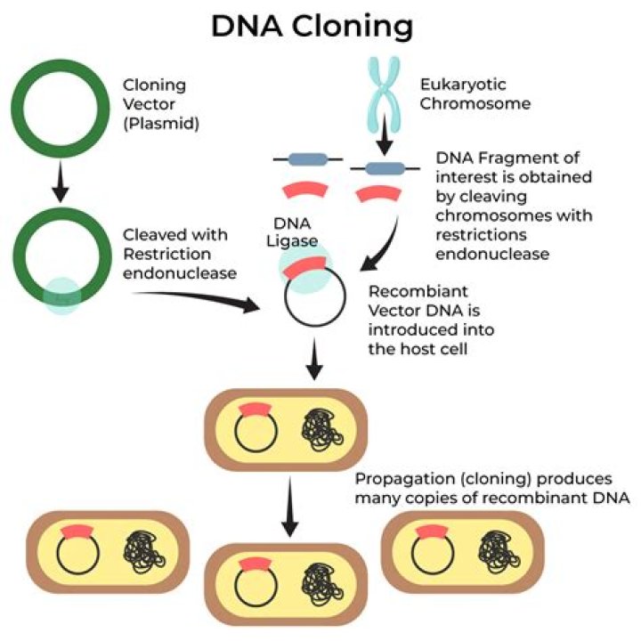 What might be some downsides of cloning?