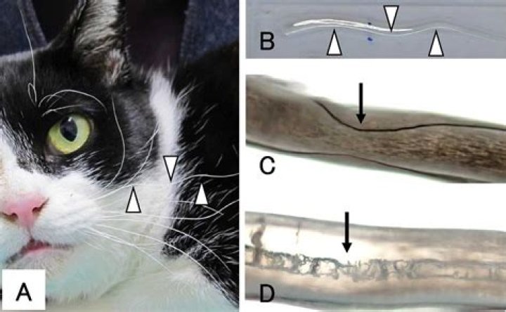 What part of a cat is called the vibrissae?