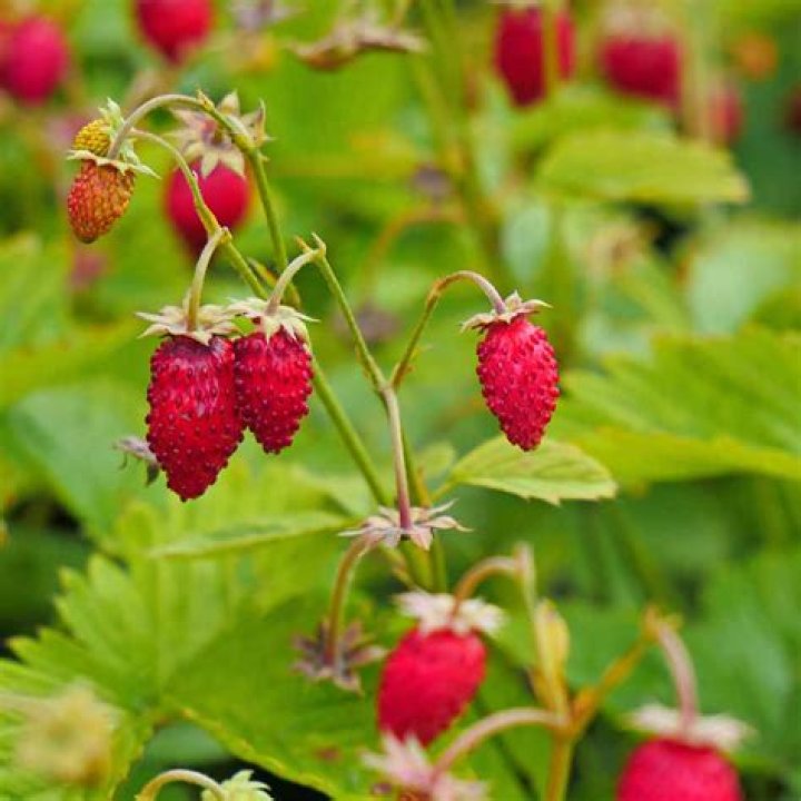 What strawberry plants to buy?