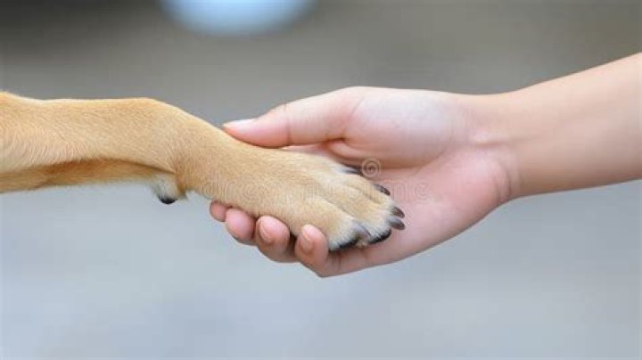 Whats a dog's way of hugging?