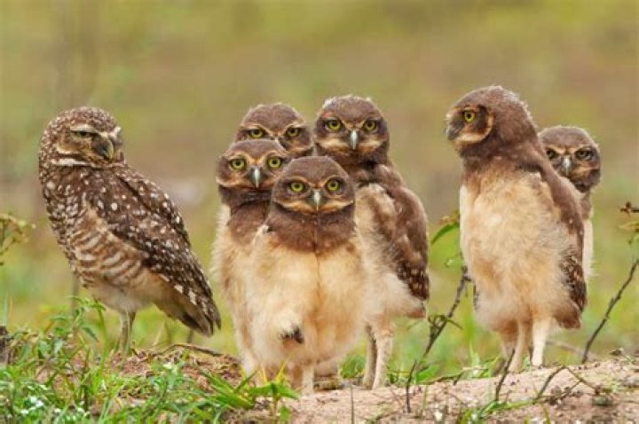 Whats a group of owls called?