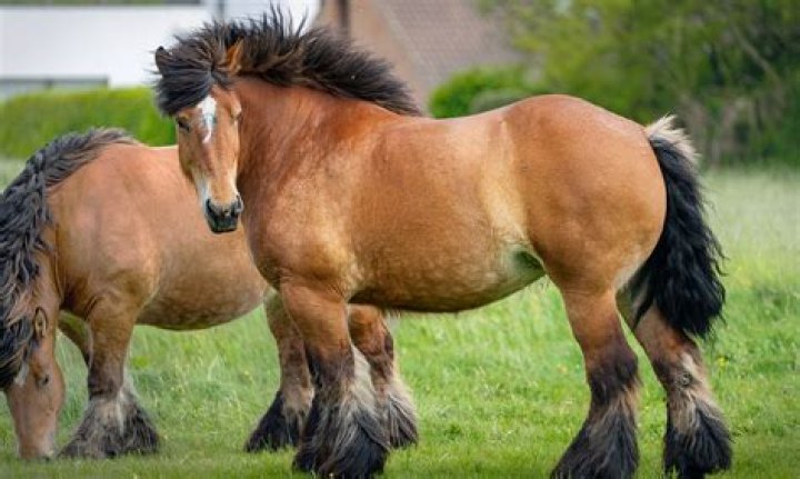 Whats next for workhorse?
