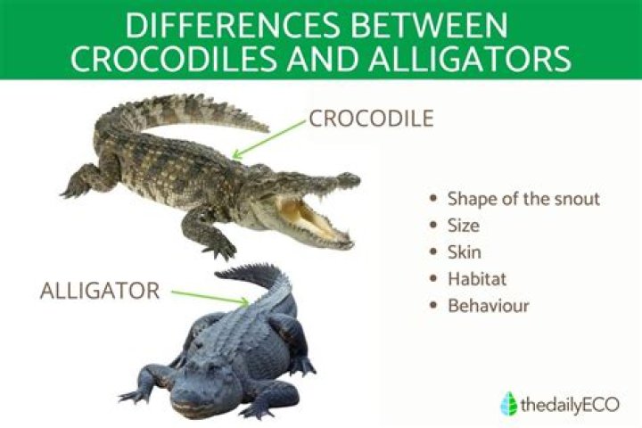 Whats the difference in a crocodile and an alligator?
