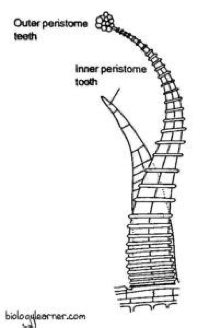 Whats the function of the peristome?