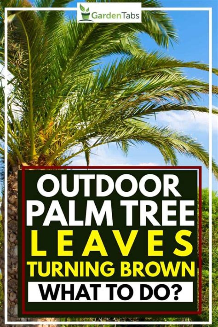When a palm tree leaves turn brown?