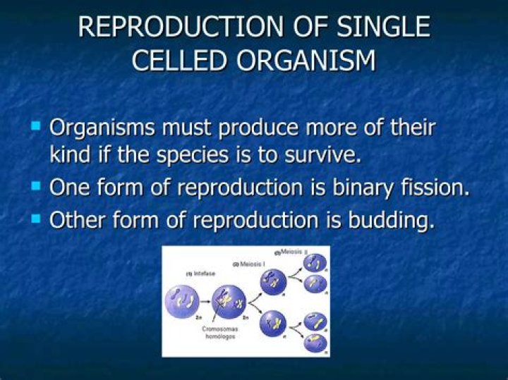 When a single-celled organism reproduces what is the result?