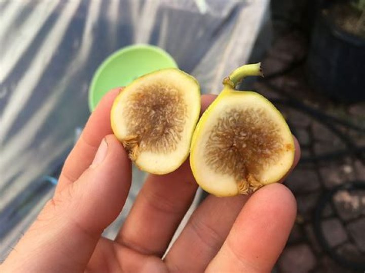 When are figs ready?