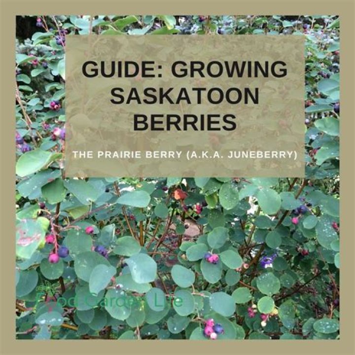 When are saskatoon berries ripe?