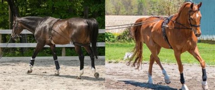 When can you start lunging a horse?