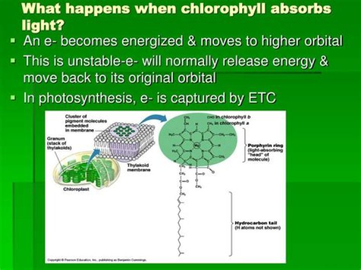 When chlorophyll absorbs light?