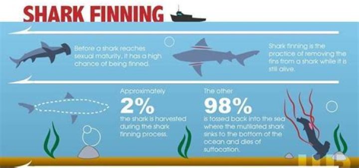When did shark finning become a problem?