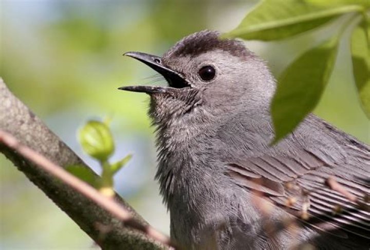 When do catbirds breed?