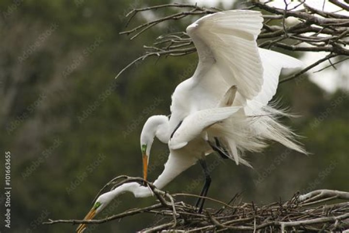 When do egrets have babies?