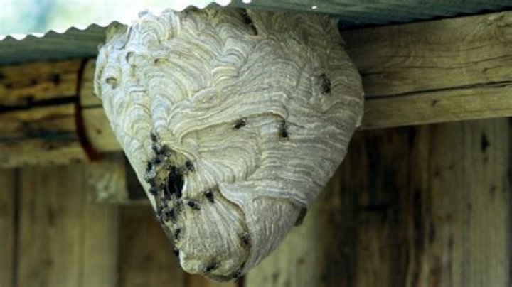 When do hornets leave their nest?