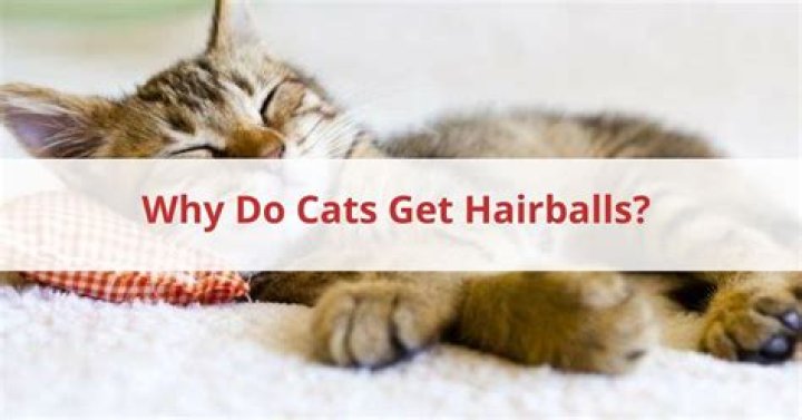 When do kittens get hairballs?